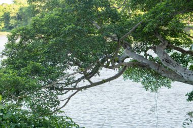 Büyük, güzel, gölgeli bir ağacın manzarası, altında bir nehrin aktığı, öğleden sonra, Asya Endonezya