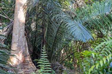 Dağlardaki çok güzel kırsal doğal görüntüler, ve yoğun tropikal yağmur ormanları, Asya Endonezya