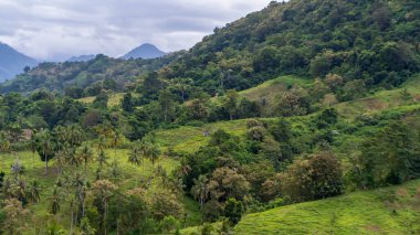 Kırsal bölgelerin, dağların ve tropikal ormanların çok güzel doğal manzaralarının peyzaj fotoğrafı. Öğleden sonra Tungka Enrekang köyünde, Güney Sulawesi, Asya Endonezya