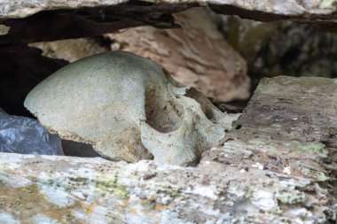 Yüzlerce yıllık bir insan kafatası, Endonezya 'nın Güney Sulawesi kentindeki bir turizm merkezi olan Tanah Toraja' da korunmuş ve muhafaza edilmiştir..