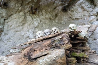 A human skull hundreds of years old at a very famous cultural site, preserved and preserved in Tanah Toraja, one of the tourist destinations in South Sulawesi, Indonesia. clipart