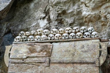 A human skull hundreds of years old at a very famous cultural site, preserved and preserved in Tanah Toraja, one of the tourist destinations in South Sulawesi, Indonesia. clipart