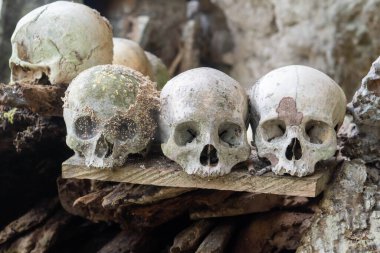 Yüzlerce yıllık bir insan kafatası, Endonezya 'nın Güney Sulawesi kentindeki bir turizm merkezi olan Tanah Toraja' da korunmuş ve muhafaza edilmiştir..