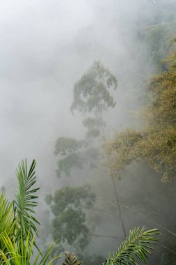 manzara, çok güzel doğal bir dağ manzarası, sisle kaplı dağlar ve ormanlar, Bambapuan köyünde sabah, Enrekang ilçesi, Güney Sulawesi