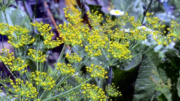 Żółty Koperek Kwiatostan Letni Dzień Ogrodzie Warzywnym — Wideo stockowe