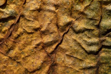 Düşen bitki yaprağının dokusu