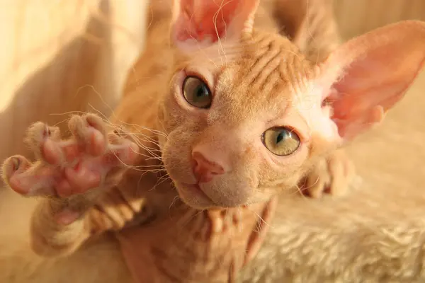 Sevimli Küçük Kızıl Kedi Yavrusu Kameraya Bakar Patisini Uzatır — Stok fotoğraf