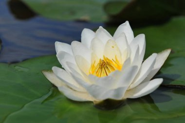 Çiçek açan güzel bir su bitkisi. Yaz göletinde beyaz bir nilüfer. yakın plan
