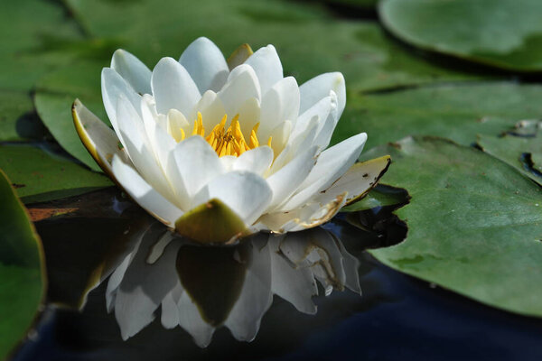 a beautiful flowering aquatic plant. a white water lily in a summer pond. close-up