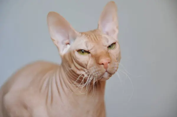 Retrato Gato Vermelho Raça Don Sphyx Fundo Cinza — Fotografia de Stock
