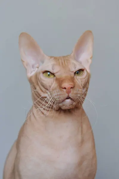 Портрет Красной Кошки Породы Дон Сфикс Сером Фоне — стоковое фото