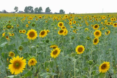 Tarlada büyüyen ayçiçeklerinin güzel manzarası. Yaz günü sarı ayçiçeği tarlası