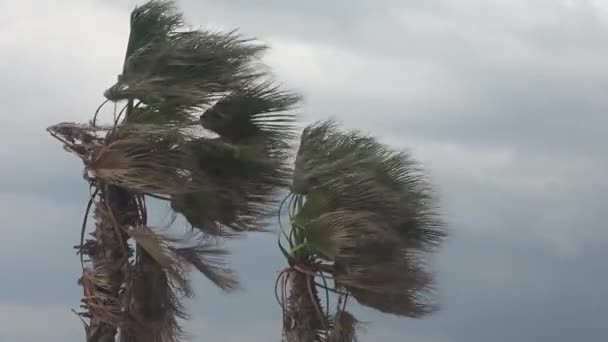 强烈的飓风强度使树木弯曲 并使地中海的巨浪冲向土耳其安塔利亚海岸的海滩 — 图库视频影像