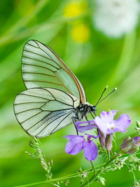 Kanatlarında ince siyah damarları olan güzel beyaz bir kelebek narin bir mor çiçeğin üzerinde oturur. Arkasındaki manzara büyüleyici yeşil ve parlak sarı tonlarıyla.. 