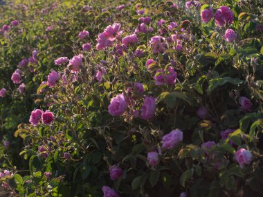 Gül Tarlaları ve Çiftlikleri. Güzel Pembe Güller. Temel Yağ ve Kozmetik Ürünlerinin Üretimi İçin Güller Bitkilerde Büyür.