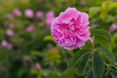 Yeşil bulanık arkaplanda güzel pembe bir gül. Güller, temel yağ ve kozmetik ürünleri üretimi için tarlalarda yetiştirilir.