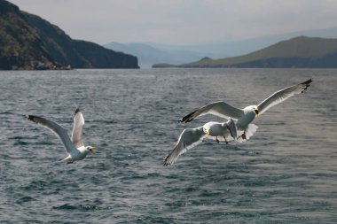 Kanatlarını genişçe açan martılar, Rusya 'nın Irkutsk bölgesinde Baykal Gölü' nün arkasında uçarlar. Yüksek kalite fotoğraf