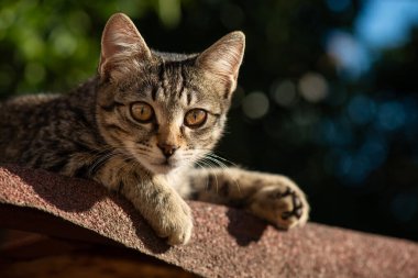 Gri tekir ceketli, kameraya bakan sevimli genç bir kedinin portresi. Yüksek kalite fotoğraf