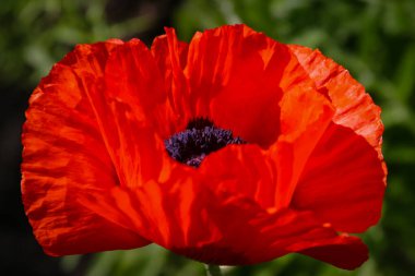 Fotoğraf parlak kırmızı bir gelincik çiçeğinin yakın çekimini gösteriyor.