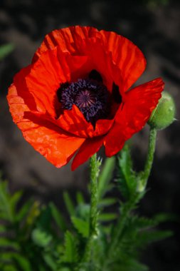 Parlak kırmızı bir gelincik çiçeğinin yakın çekimi. Dikey fotoğraf. Yüksek kalite.
