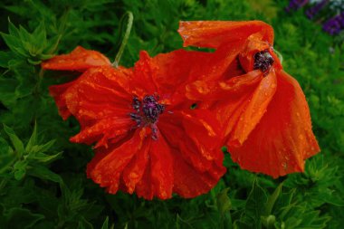 Üzerinde yağmur damlaları olan güzel, parlak kırmızı bir gelincik çiçeğinin yakın çekimi. Yüksek kalite fotoğraf