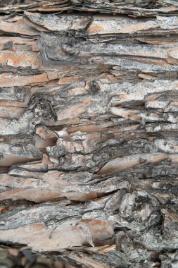 Bir ağacın kabuğunun dokusu yakın plan, dikey fotoğraf. Yüksek kalite fotoğraf.