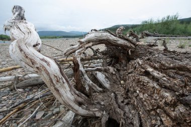 An unusually shaped snag lies on the riverbank. In the close-up photo, there are gnarled branches of the snags. High quality photo clipart