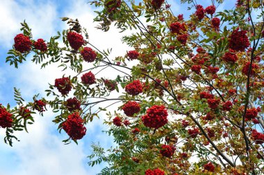 Olgunlaşmış kırmızı dağ külleri ve sonbahar sarısı yapraklarla dolu bir dalın yakınında.