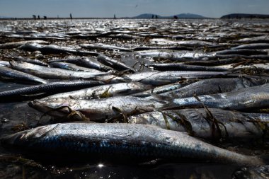 Ringa balıkları, Olsky Estuary, Magadan Bölgesi, Rusya 'da yumurtlama mevsiminde karaya oturdular..