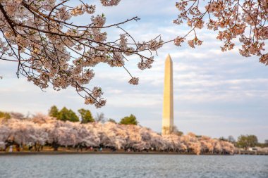 Cherry blossom in Washington, DC, with the Washington Monument as a background (United States) clipart