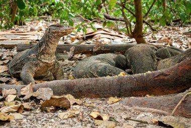 Asya su monitörü, dev kertenkele, Komodo ejderhası (Varanus komodoensis), Varanus kurtarıcısı, ormanda leş yiyen bir grup, vahşi ve korkunç görünüyor.