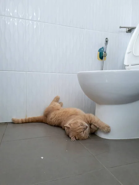 Товста Кішка Спить Туалеті Обіймаючи Туалет Люди Можуть Користуватися Туалетом — стокове фото