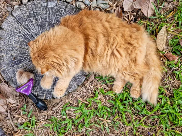 Saç fırçası kedi tüyüyle dolu. Kedi kılı taradıktan sonra. Kedinin tüyleri kuş yuvası gibi dökülüyor. Çimenlerin içinde