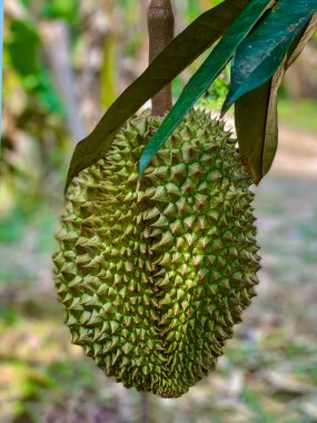 Bahçedeki Durian Durian ağacı büyümüş, toplamaya hazır. Ağızdan al. Thai durian, durian kabuğu