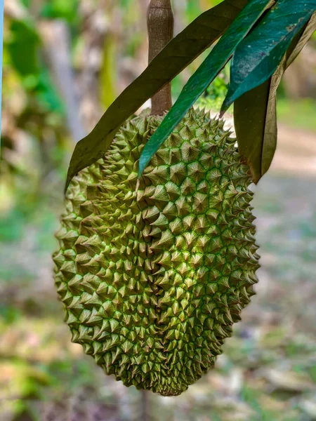 Big Durian Στον Κήπο Στο Δέντρο Durian Αναπτυχθεί Πλήρως Έτοιμο — Φωτογραφία Αρχείου