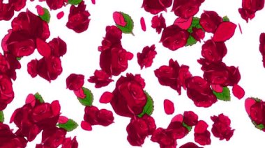 Yavaş çekimde düşen 2D resimli güller döngüsü.