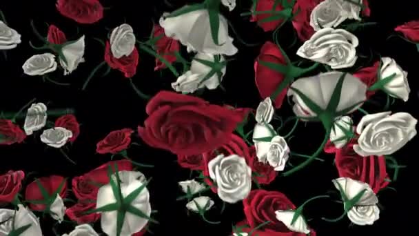 Une Séquence Roses Boucle Tombant Ralenti — Video