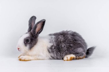 cute black and white rabbit isolated white background