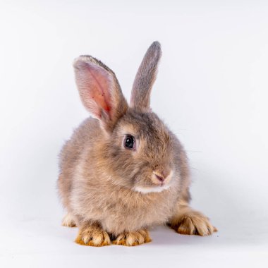 cute black and white rabbit isolated white background