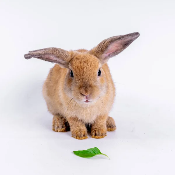 Cute Black White Rabbit Isolated White Background — Stock Photo, Image