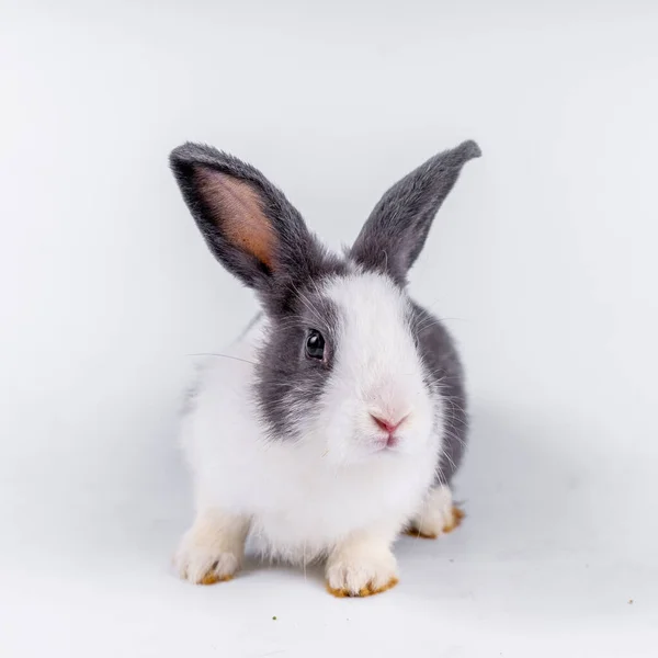 Cute Black White Rabbit Isolated White Background — Foto de Stock