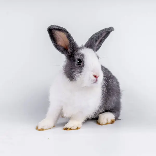 Cute Black White Rabbit Isolated White Background — стокове фото
