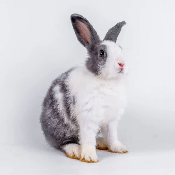 Cute Black White Rabbit Isolated White Background — Stok fotoğraf