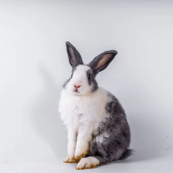 Cute Black White Rabbit Isolated White Background — Stockfoto