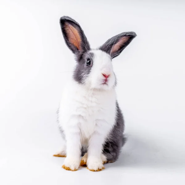 Cute Black White Rabbit Isolated White Background — Foto de Stock