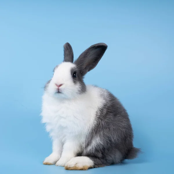 Cute Black White Rabbit Isolated Blue Background — Zdjęcie stockowe