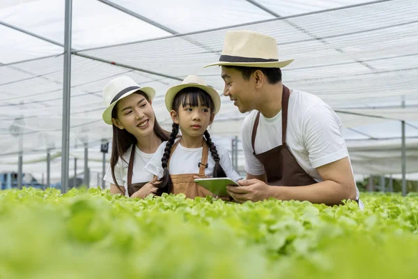 Asyalı Aile Babası Anne Kızı Sebze Topluyor Hidrofonik Sebze Bahçenizi — Stok fotoğraf