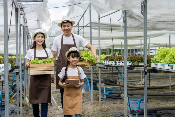 Asian Family Father Mother Daughter Picking Vegetables Happy Inspecting Your — Stock Photo, Image