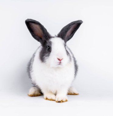 cute black and white rabbit isolated white background