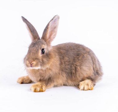 Şirin görünümlü kahverengi tavşan izole edilmiş beyaz arka plan